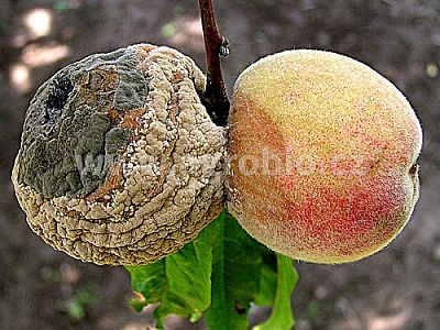 INPORO Albit proti plesňovým ochoreniam 20 ml