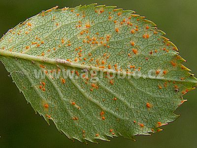 INPORO Albit proti plesňovým ochoreniam 20 ml