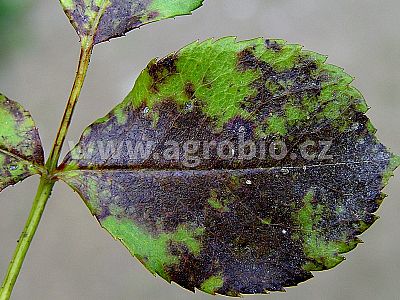 INPORO Albit proti plesňovým ochoreniam 20 ml