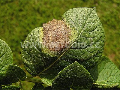 INPORO Albit proti plesňovým ochoreniam 20 ml