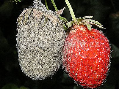 INPORO Albit proti plesňovým ochoreniam 20 ml