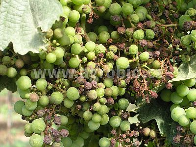 INPORO Albit proti plesňovým ochoreniam 20 ml