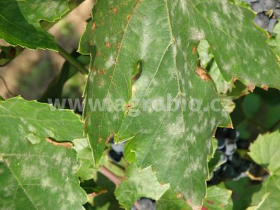 INPORO Albit proti plesňovým ochoreniam 20 ml