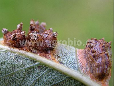 INPORO Albit proti plesňovým ochoreniam 20 ml