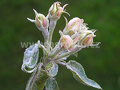 INPORO Albit proti plesňovým ochoreniam 20 ml