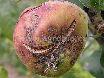 INPORO Albit proti plesňovým ochoreniam 20 ml