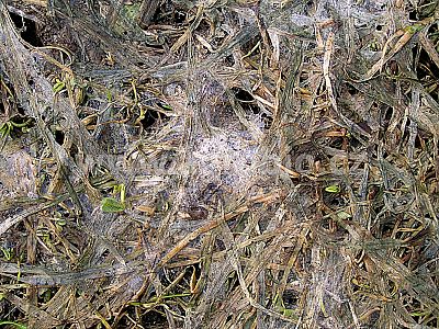 INPORO Grass koncentrát 100 ml