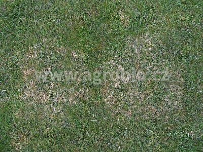 INPORO Grass koncentrát 100 ml