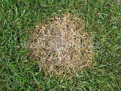 INPORO Grass koncentrát 100 ml