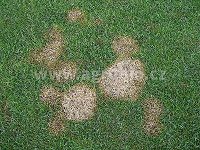 INPORO Grass koncentrát 100 ml