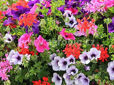 INPORO Ligno Growth 250 ml