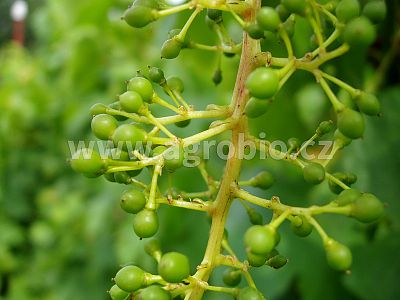 INPORO Ligno Growth 250 ml