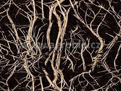 INPORO Ligno Roots 250 ml