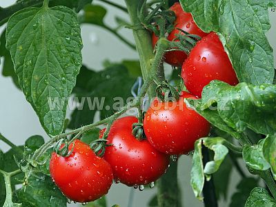 INPORO Ligno Výnos a kvalita 250 ml