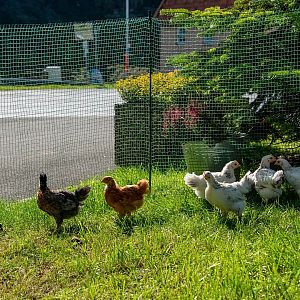 Kempingová súprava s mobilnou univerzálnou sieťou a bránkou, výška 90 cm