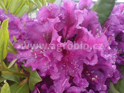 Kyselina humátová (INPORO) 250 ml