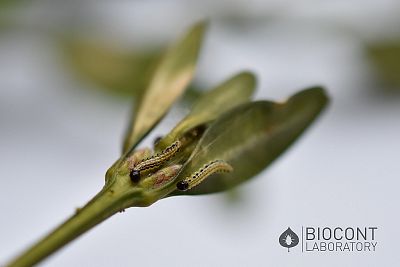Lepinox Plus - 3x10g
