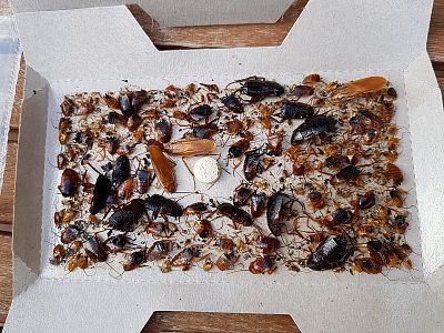 Lepová past na šváby a rusy s atraktantem v tabletě  PAGODA, 15ks