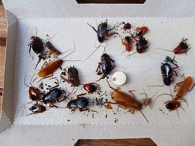 Lepová past na šváby a rusy s atraktantem v tabletě  PAGODA, 15ks