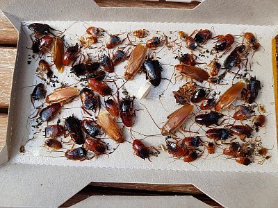 Lepová past na šváby a rusy s atraktantem v tabletě  PAGODA, 15ks