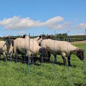 Modrá síť pro elektrický ohradník pro ovce, výška 90 cm, délka 50 m