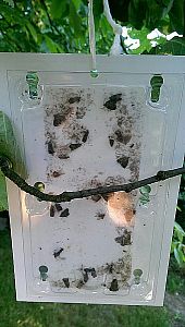 Monitorovacia pasca na obaľovača jablčného (Cydia pomonella) - 2 ks