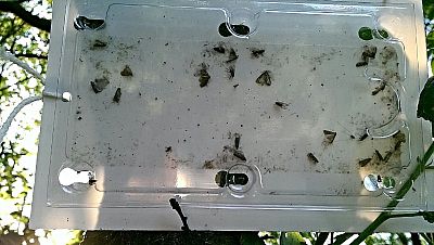 Monitorovacia pasca na obaľovača slivkového (Laspeyresia funebrana) – 2 ks