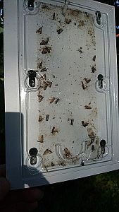 Monitorovacia pasca na obaľovača slivkového (Laspeyresia funebrana) – 2 ks