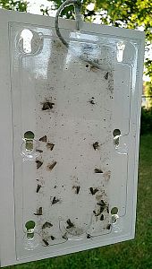 Monitorovacia pasca na obaľovača slivkového (Laspeyresia funebrana) – 2 ks