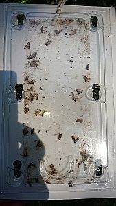 Monitorovacia pasca na obaľovača slivkového (Laspeyresia funebrana) – 2 ks