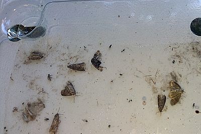 Monitorovacia pasca na obaľovača slivkového (Laspeyresia funebrana) – 2 ks