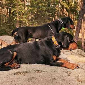 Obojok pre ďalšieho psa - DOG GPS X20