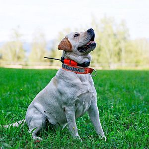 Obojok pre iného psa DOG GPS X25