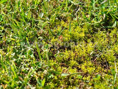 Ochrana trávnika pred machom (INPORO) 750 ml