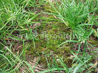 Ochrana trávnika pred machom (INPORO) 750 ml