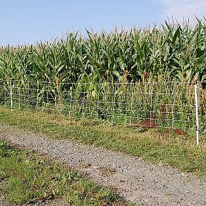 Ohradníková elektrická síť proti divočákům/černé zvěři - ochrana plodin, pole