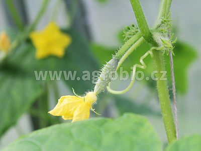 Ovocná zelenina (INPORO) 100 ml koncentrát