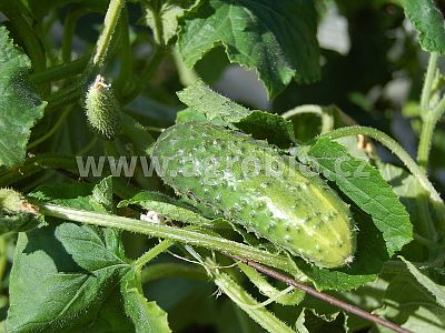 Ovocná zelenina (INPORO) 100 ml koncentrát