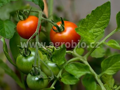 Ovocná zelenina (INPORO) 100 ml koncentrát