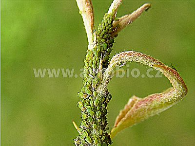 Proti mšiciam a múčnatke (INPORO PS) koncentrát 100 ml