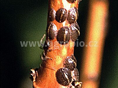 Proti mšiciam a múčnatke (INPORO PS) koncentrát 100 ml