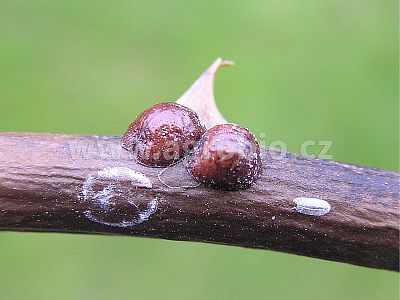 Proti mšiciam a múčnatke (INPORO PS) koncentrát 100 ml