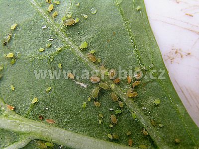 Proti mšiciam a múčnatke (INPORO PS) koncentrát 100 ml