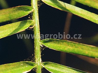 Proti mšicím a sviluškám (INPORO PS) koncentrát 100 ml