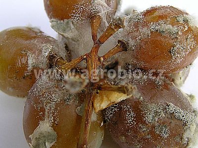 Serifel 3x5 g