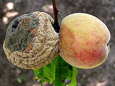 Sprej proti plesniam a moniliám INPORO Red Block - 50 ml