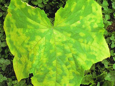 Sprej proti plesniam a moniliám INPORO Red Block - 50 ml