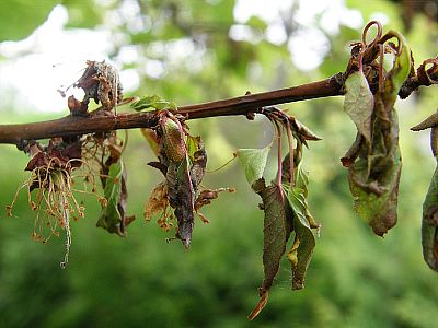 Sprej proti plesniam a moniliám INPORO Red Block - 50 ml