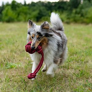 Taška na venčenie psov HAMER, lopta