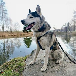 Tracker pre psy DOG GPS ultra